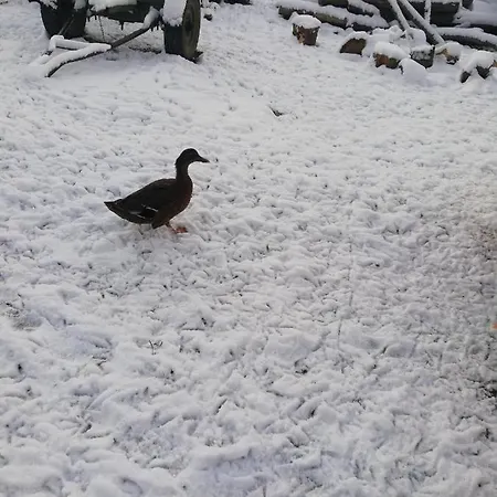 Willa U Janosika Bozkow